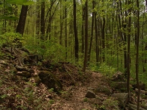 Gino Abbruzzino - Cumberland Trail In Tennessee