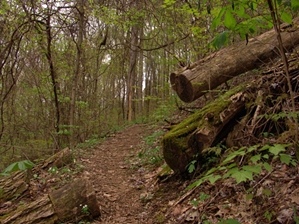 Gino Abbruzzino - Cumberland Trail In Tennessee