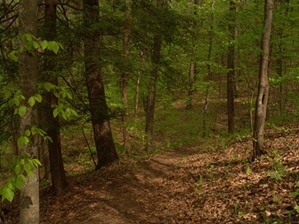 Gino Abbruzzino - Cumberland Trail In Tennessee
