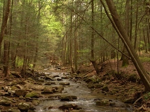 Gino Abbruzzino - Cumberland Trail In Tennessee